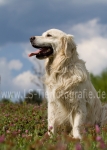 03 Balu